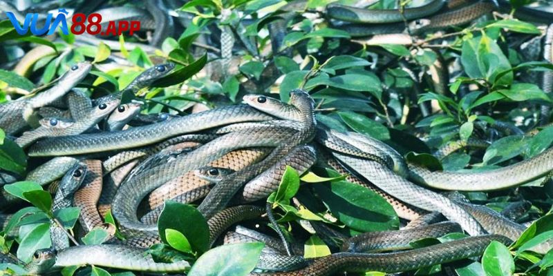 Giải mã việc nằm mơ thấy nhiều rắn đánh de con gì nếu quấn nhau