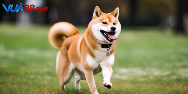 Hay nằm mơ thấy chó báo hiệu điều gì
