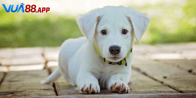 Mơ thấy chó đánh con gì và nhiều trường hợp thực tế