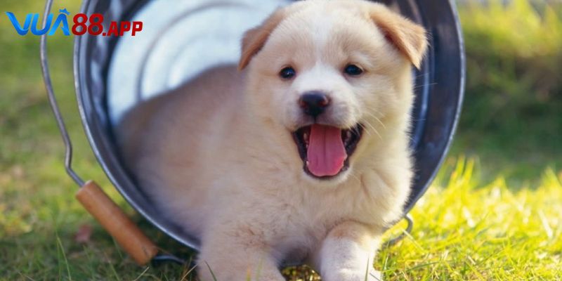 Tìm hiểu sâu về giấc mơ thấy chó đánh con gì